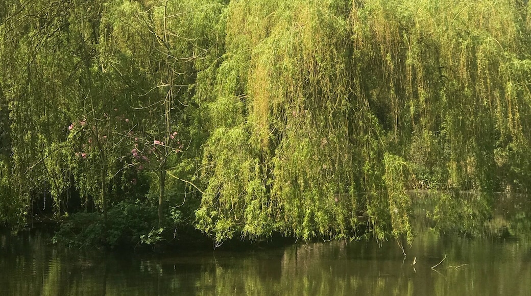 Willow trees over water reminds me of growing up!
