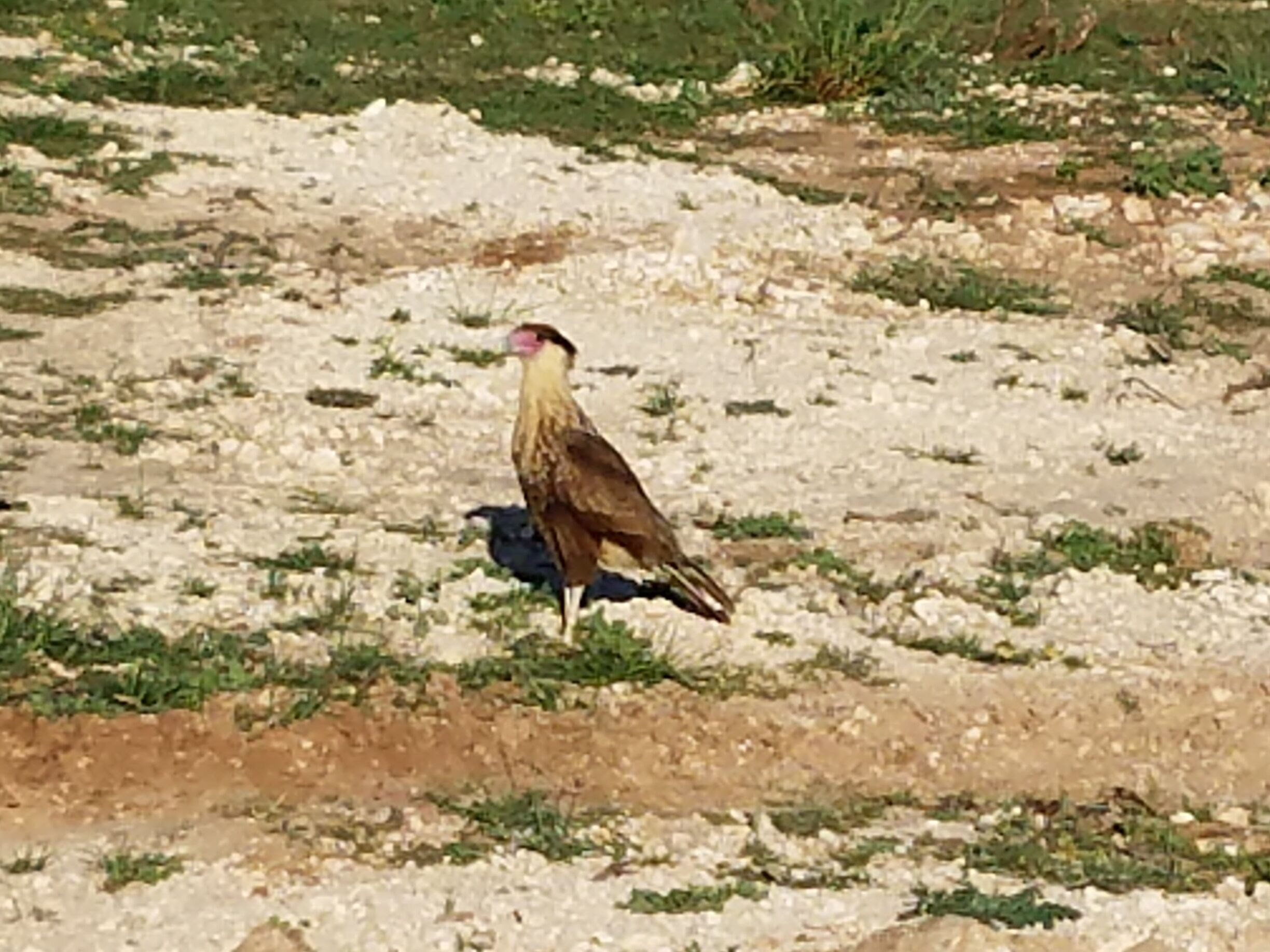 Javelina Wind II project
