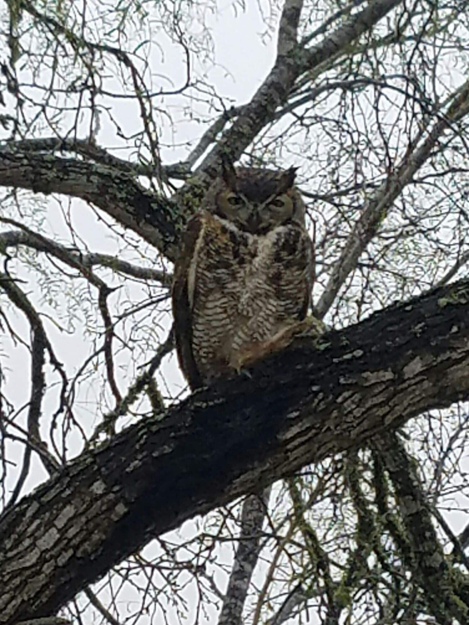 An owl i seen while on the Javelina Wind II project. This owl had one of its lega broke which i seen when it flew off