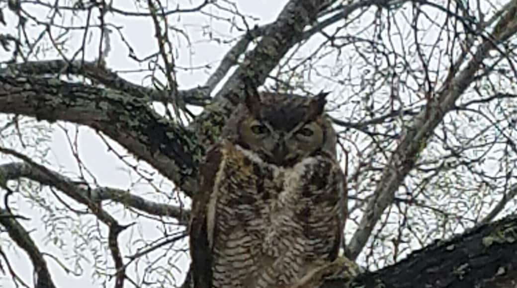 An owl i seen while on the Javelina Wind II project. This owl had one of its lega broke which i seen when it flew off