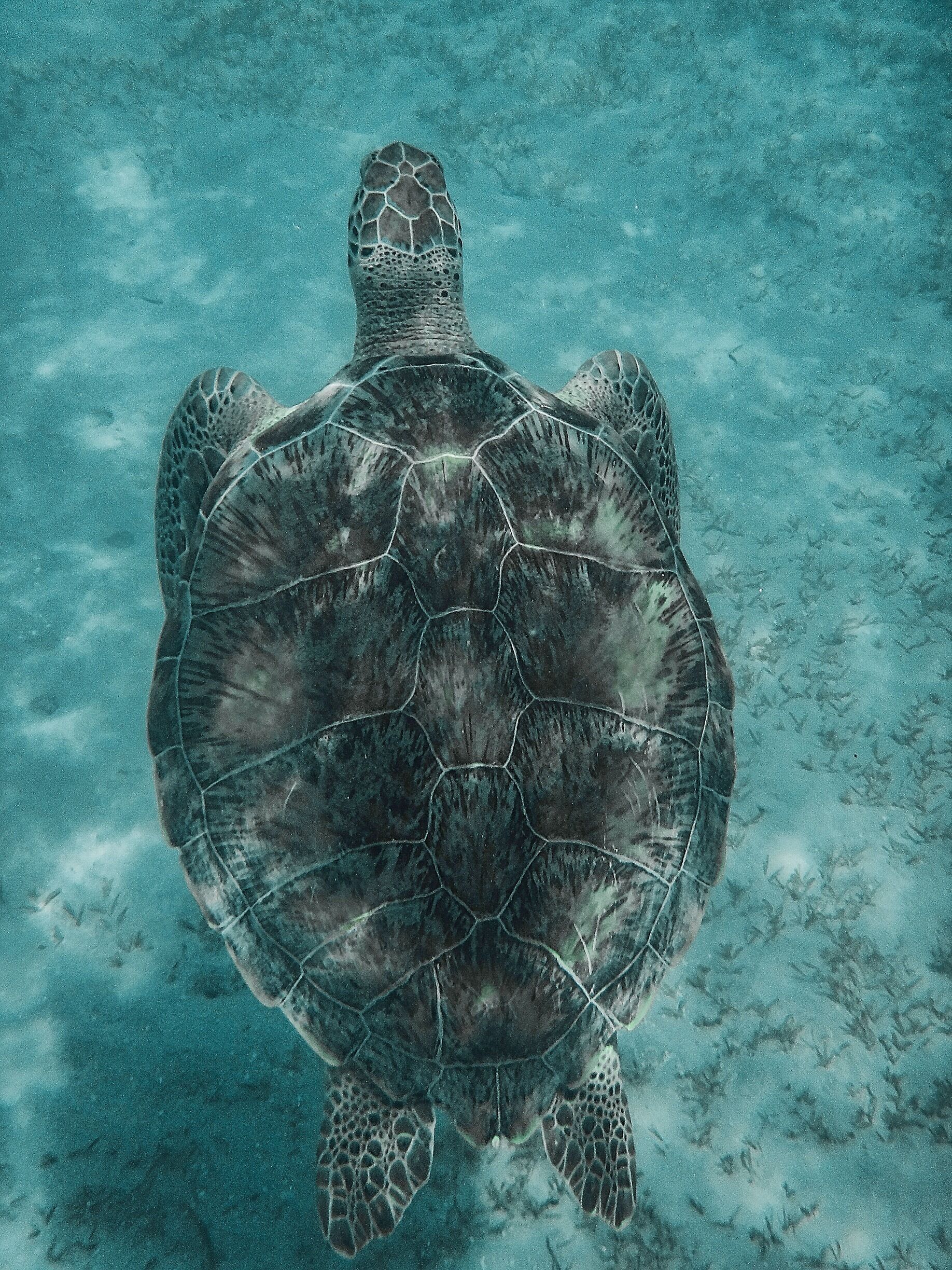 Swimming with sea turtles . We raced , I lost .
