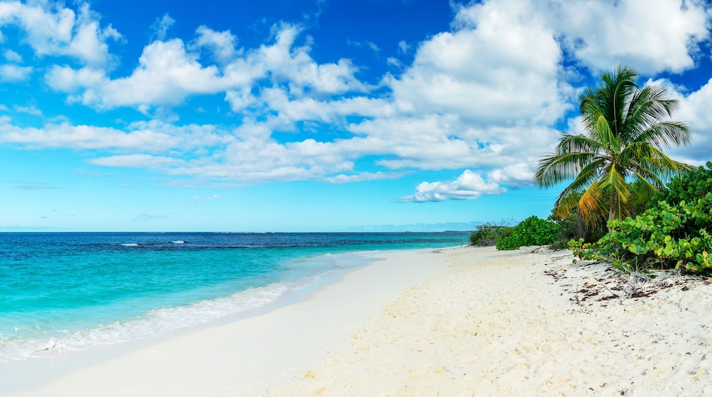 Palm tree in Shoal Bay beach, Caribbean dream landscape in Anguilla island, British West Indies