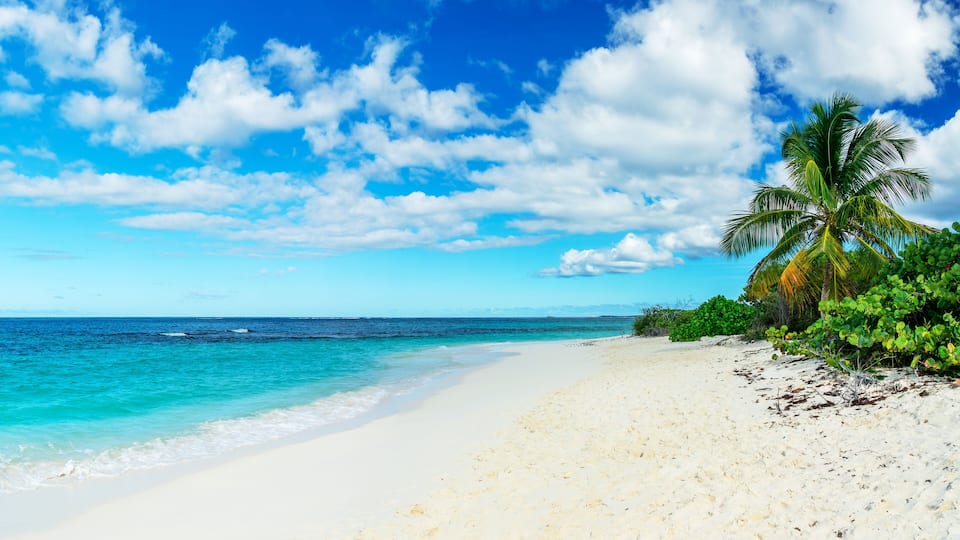 A beach with white sand, turquoise water, and a palm tree.