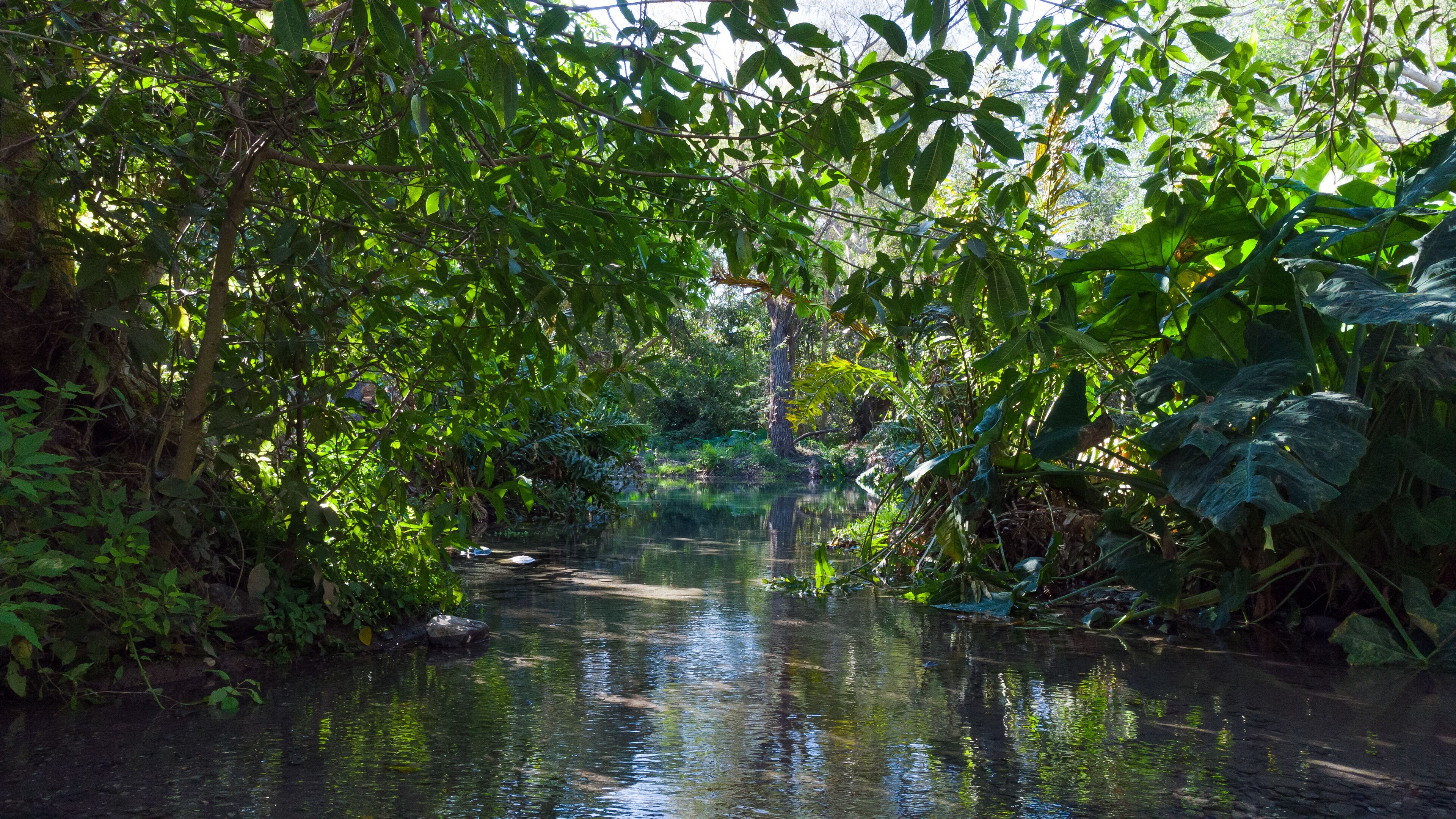 A serene river surrounded by dense foliage and trees.