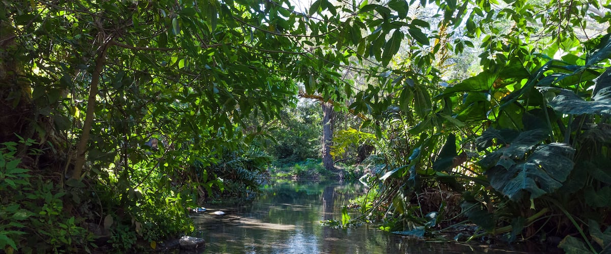 A serene river surrounded by dense foliage and trees.