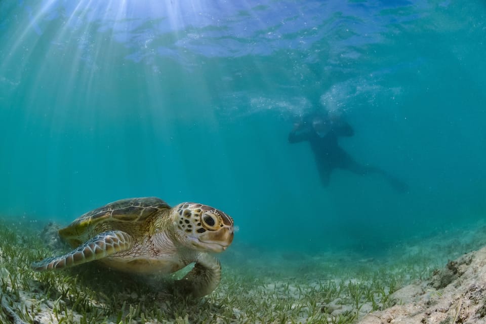 Een zeeschildpad zwemt onder water, met zonlicht dat door het water schijnt.