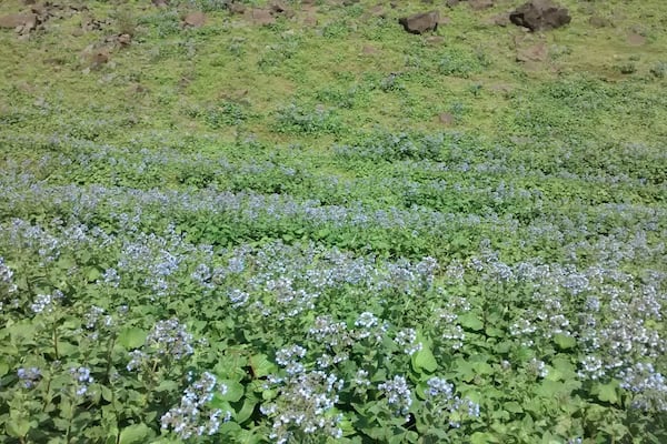 A field of blue flowers with green foliage and scattered rocks.
