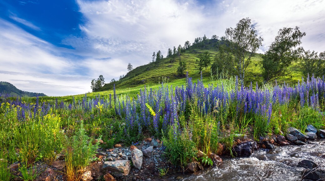 District de Bazarnosyzgansky