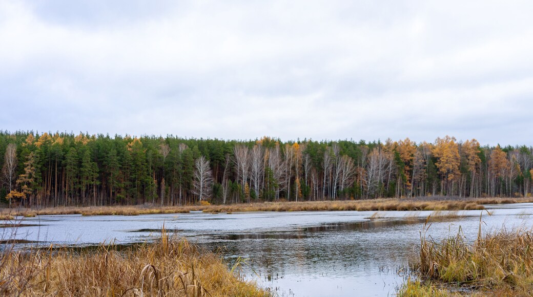 Shore of lake, pond or river in autumn against the backdrop of a mixed forest. Yellowed coastal grass. Lake Iset, Sverdlovsk region, Urals, Russia