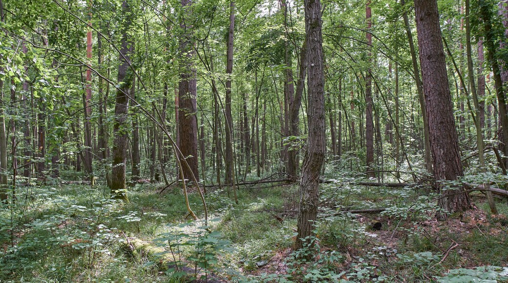 Ichalkovsky Forest, Nizhny Novgorod Oblast.