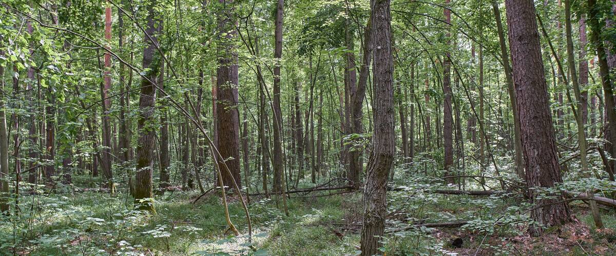 Ichalkovsky Forest, Nizhny Novgorod Oblast.
