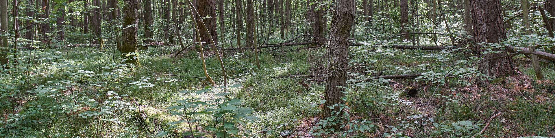 Ichalkovsky Forest, Nizhny Novgorod Oblast.