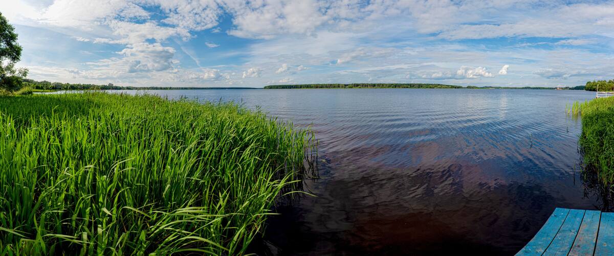 Summer landscape overgrown bank of the russian volga river on a sunny day