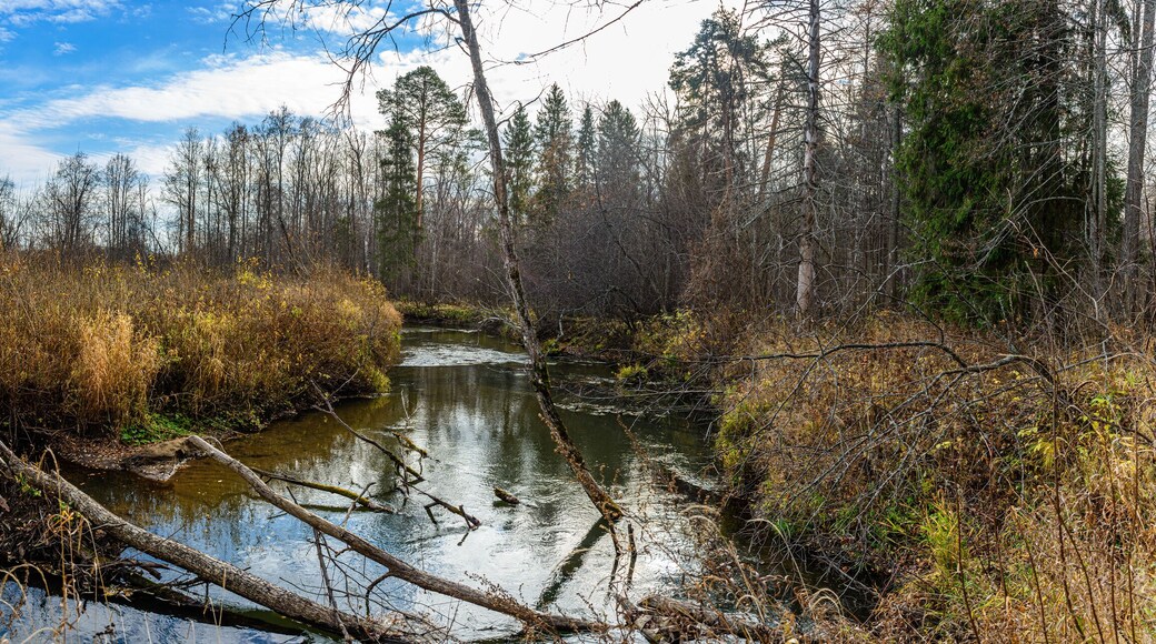 Panoramic view of the turn of the Chur River with fallen trees in the foreground. Yakshur-Bodinsky district, Udmurt Republic, Russia.