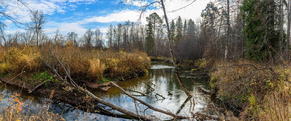 Panoramic view of the turn of the Chur River with fallen trees in the foreground. Yakshur-Bodinsky district, Udmurt Republic, Russia.