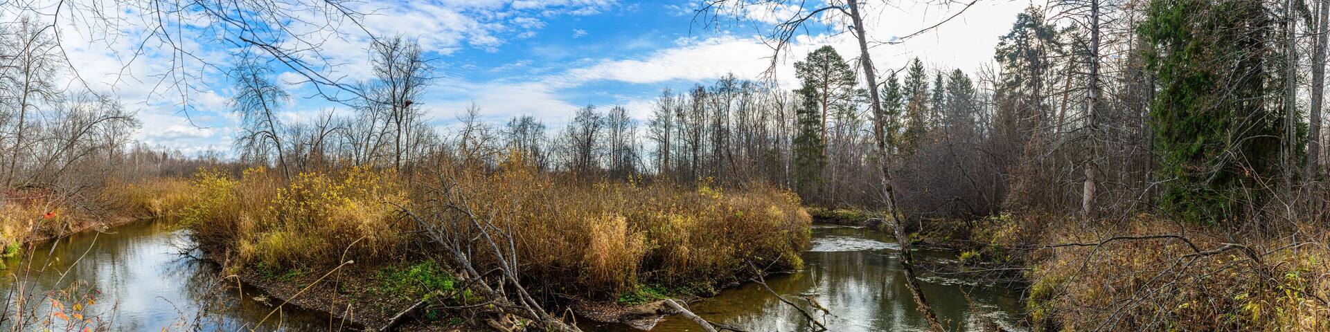 Panoramic view of the turn of the Chur River with fallen trees in the foreground. Yakshur-Bodinsky district, Udmurt Republic, Russia.