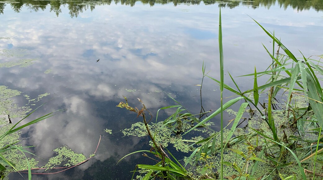 District de Bogorodsky