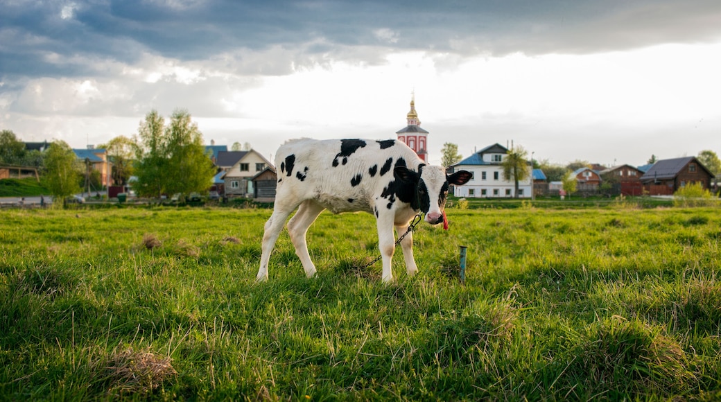 District d'Orshansky