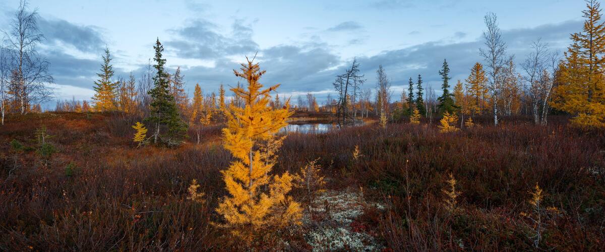 Autumn landscape panorama with forest tundra of northwestern Siberia