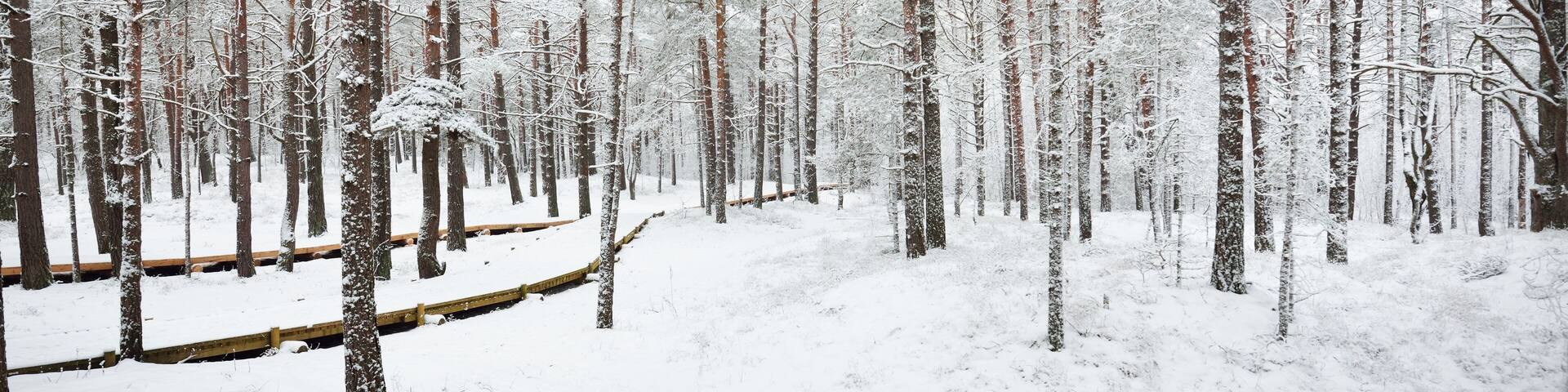 Modern wooden walkway (boardwalk) through the snow-covered forest after a blizzard. Winter landscape. Nordic walking, skiing, ecotourism. Christmas vacations, local travel during lockdown in Europe