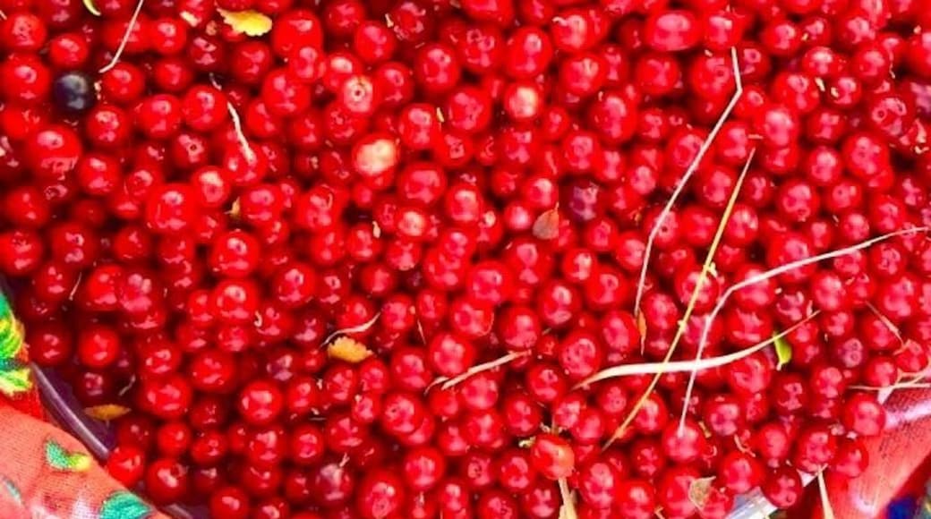 RaĂŻon de Nadymsky