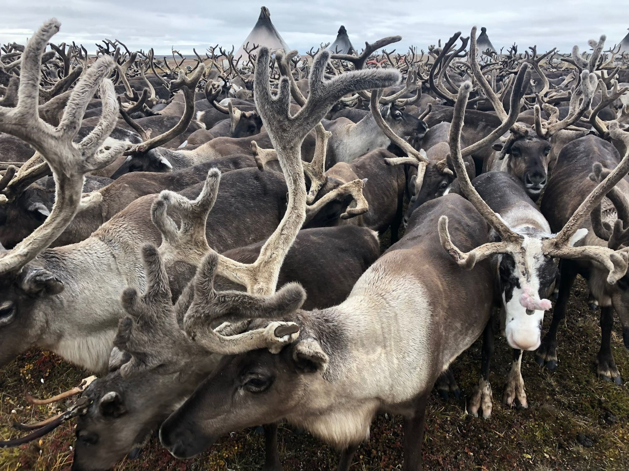 4000-head herd of #Nenets reindeer on the #Yamal Peninsula. In the background you can see the herders’ chums (reindeer-fur tepees)