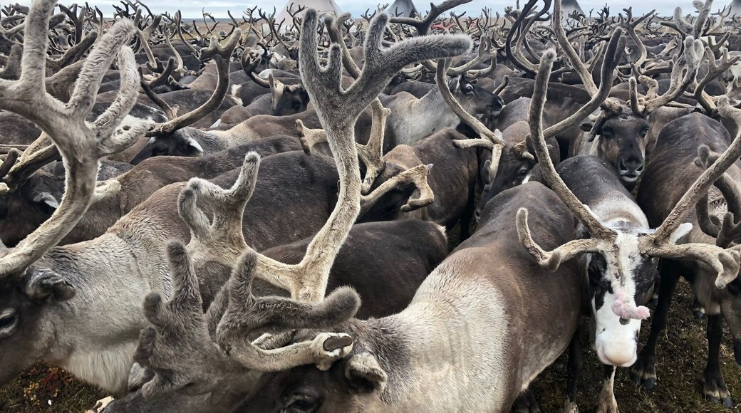 4000-head herd of #Nenets reindeer on the #Yamal Peninsula. In the background you can see the herdersâ chums (reindeer-fur tepees)