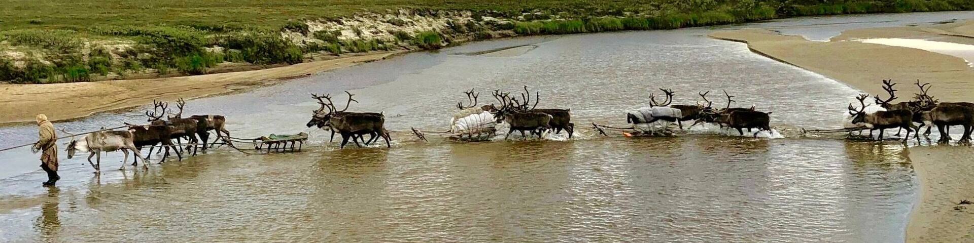Nomadic #Nenets reindeer herders migrating on the #Yamal Peninsula in September