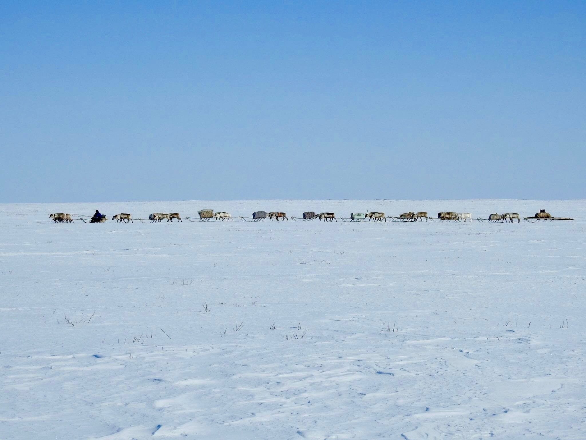 An Argish (train of collected sledges with reindeer pulling each one) of migrating #Nenets #reindeer #herders on #Arctic #Siberia’s #Yamal Peninsula. The sledges are loaded with food, possessions and the family’s home - the chum, or reindeer-fur tepee.