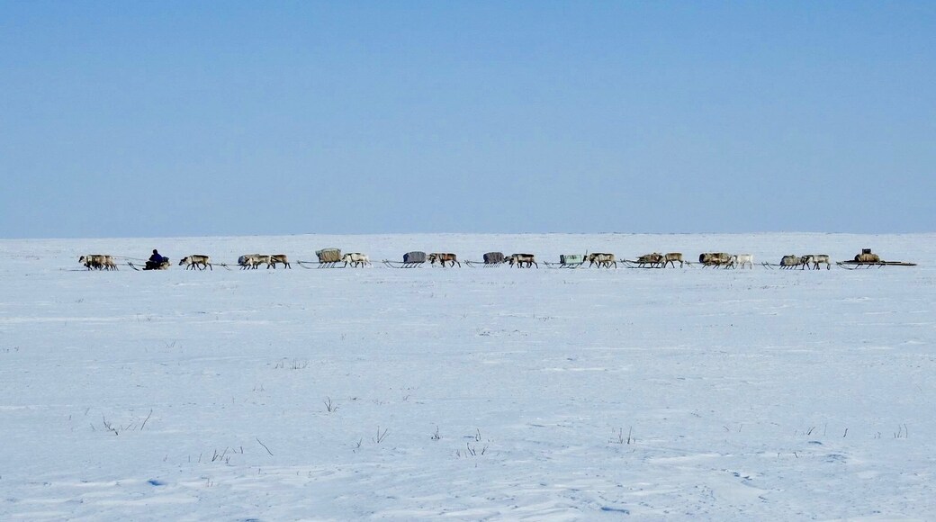 An Argish (train of collected sledges with reindeer pulling each one) of migrating #Nenets #reindeer #herders on #Arctic #Siberiaâs #Yamal Peninsula. The sledges are loaded with food, possessions and the familyâs home - the chum, or reindeer-fur tepee.