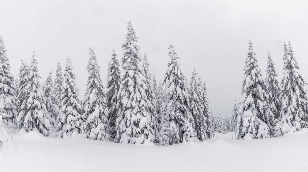 District de Yetkulsky