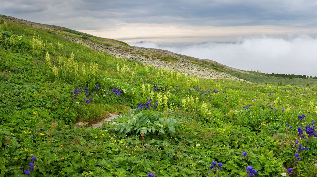 District de Rubtsovsk