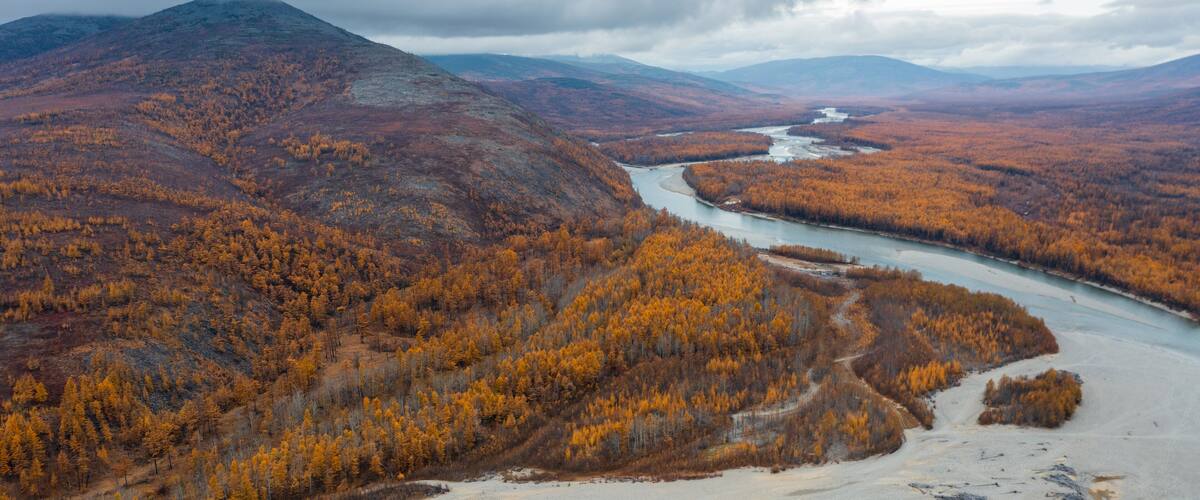 Autumn landscape. Aerial view of mountains and river valley. Top view of yellow larch trees. Northern nature. Travel to Siberia and the Russian Far East. Ola river, Magadan Region, Russia. Panorama.