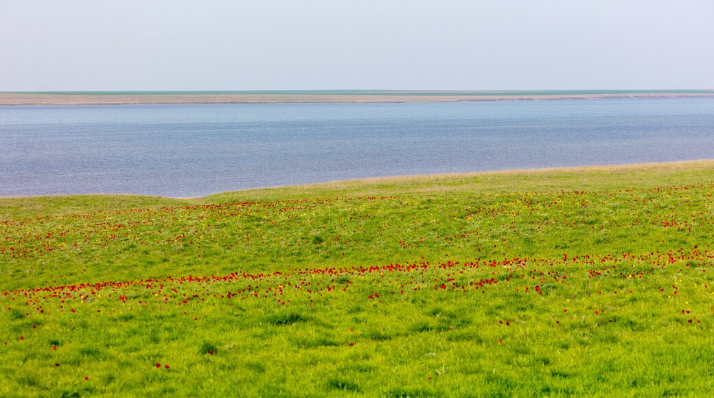 Field with red tulips in the steppe near the lake in spring