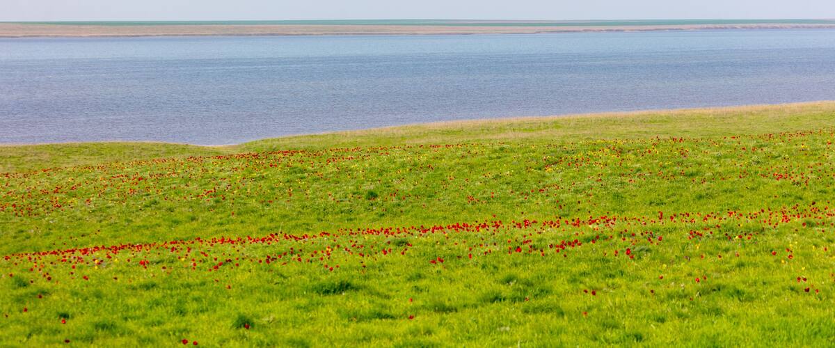 Field with red tulips in the steppe near the lake in spring