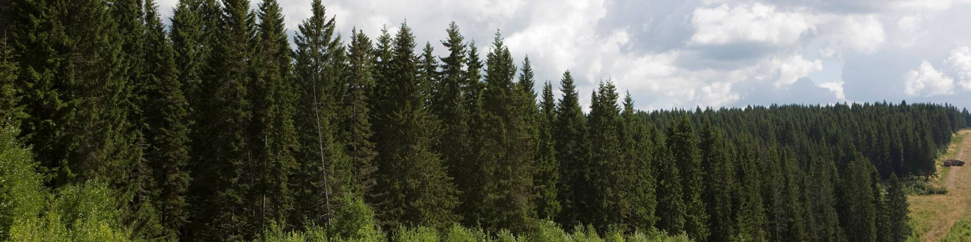 Russia Perm region landscape on a summer cloudy day