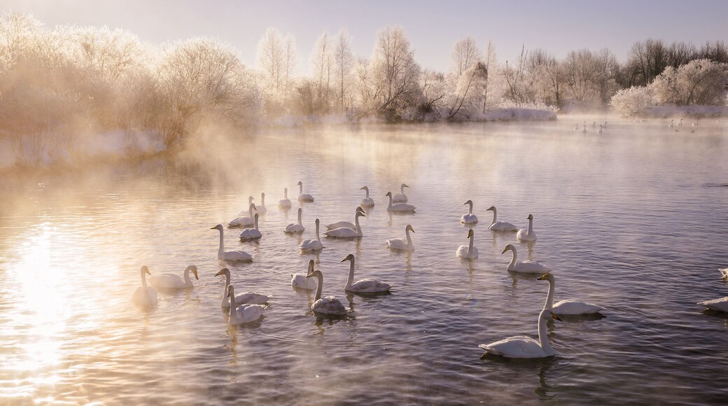 View of the winter lake with swans. "Lebedinyj" Swan Nature Reserve, "Svetloye" lake, Urozhaynoye Village, Sovetsky District, Altai region, Russia