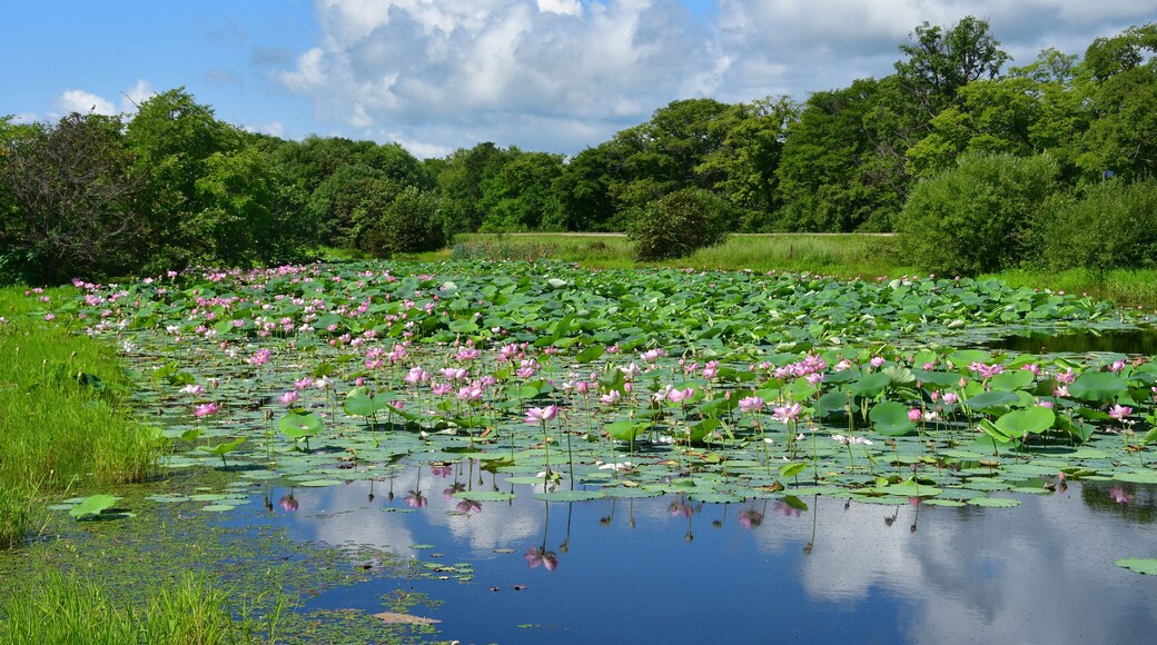 Komarov Lotus, or nut-bearing Lotus (Nelumbo komarovii, Nelumbo nucifera) on a small lake in the village of Novogordeevka. Anuchinsky district, Primorsky Krai
