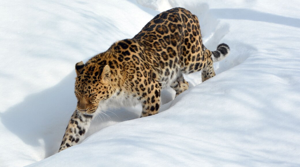 District de Svobodny