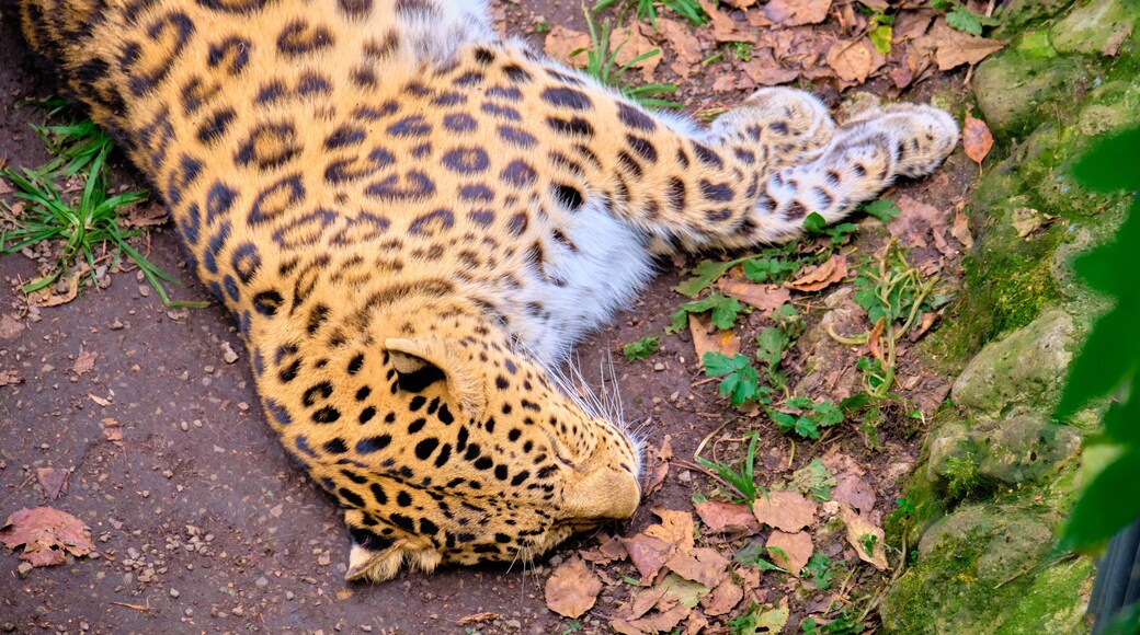 District de Shkotovsky