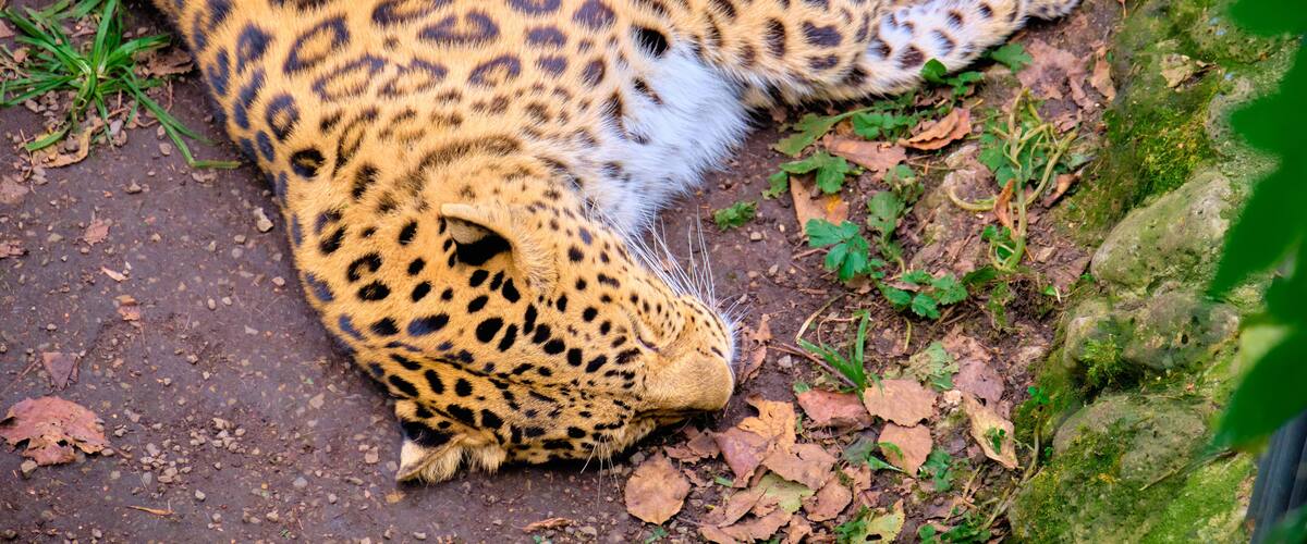 Leopard in the Seaside safari Park sleeps on the ground.