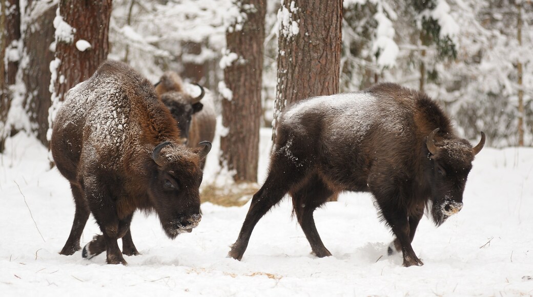 District de Novoderevenkovsky