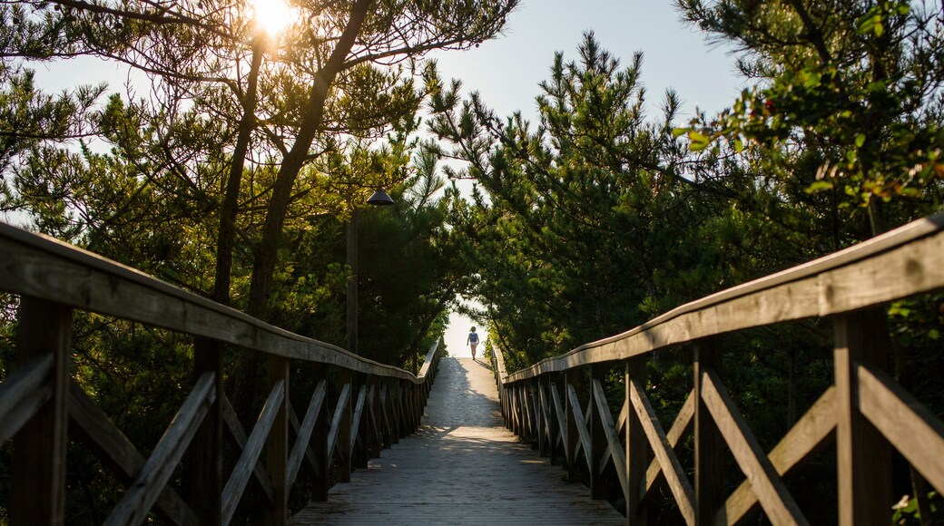 เซาธ์ เบธานี ฮาร์เบอร์