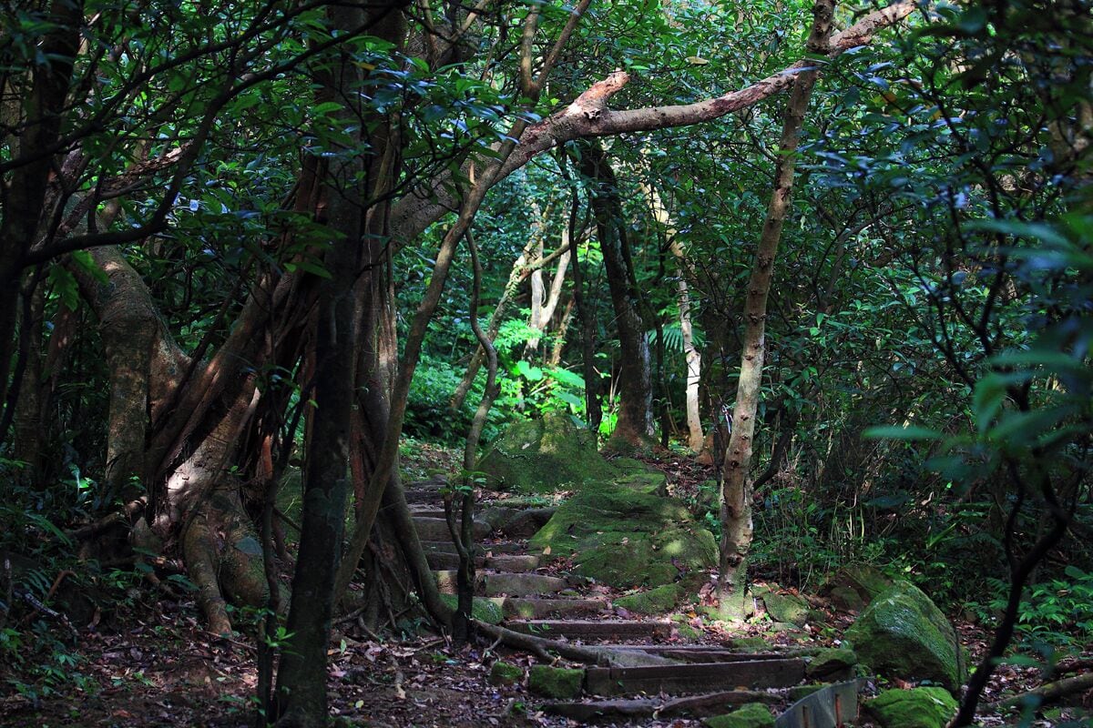 Una zona boscosa con una scala di pietra che conduce su una collina, circondata da alberi e vegetazione fitta.