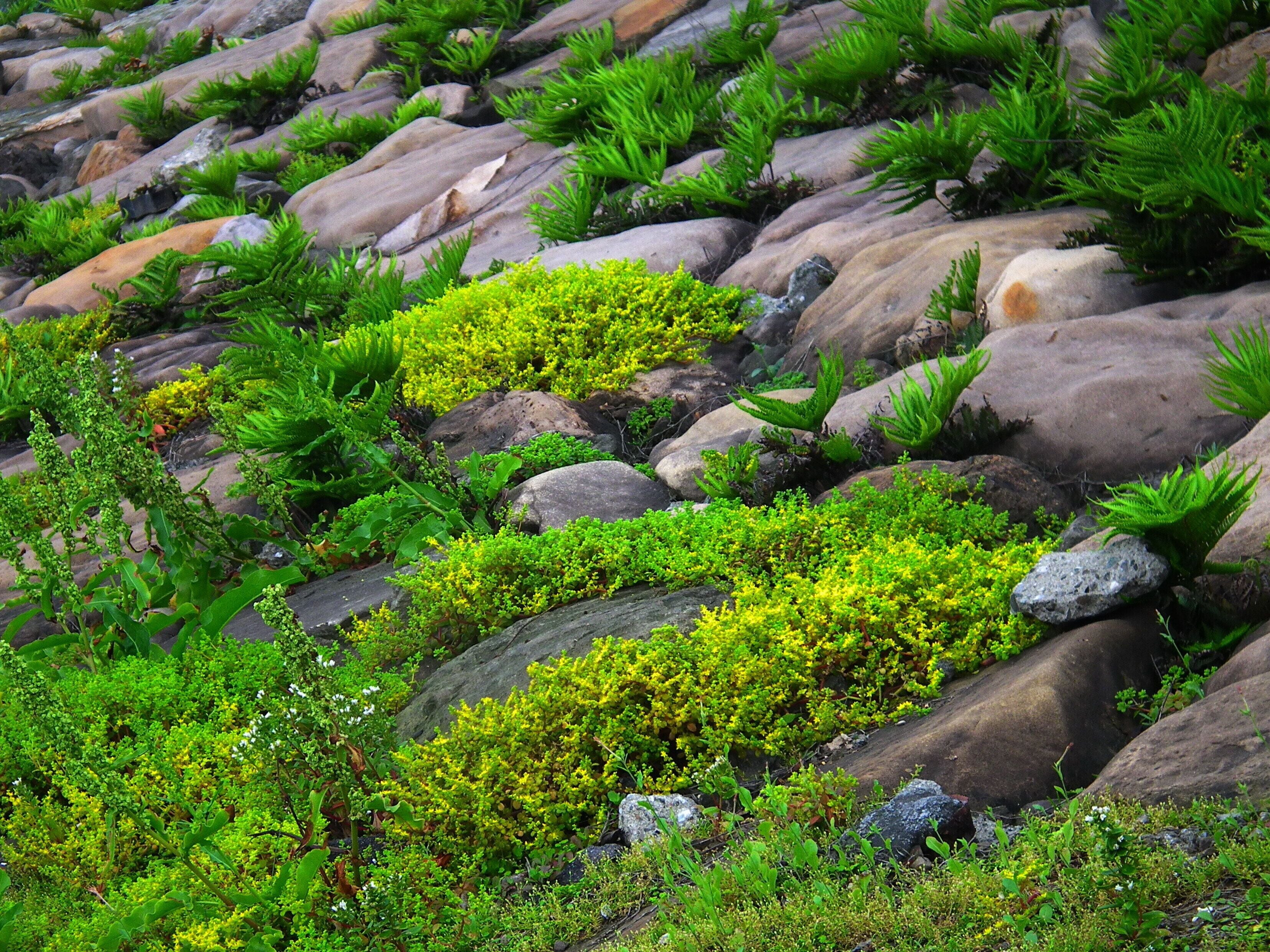 Coastal Plants 濱海植物