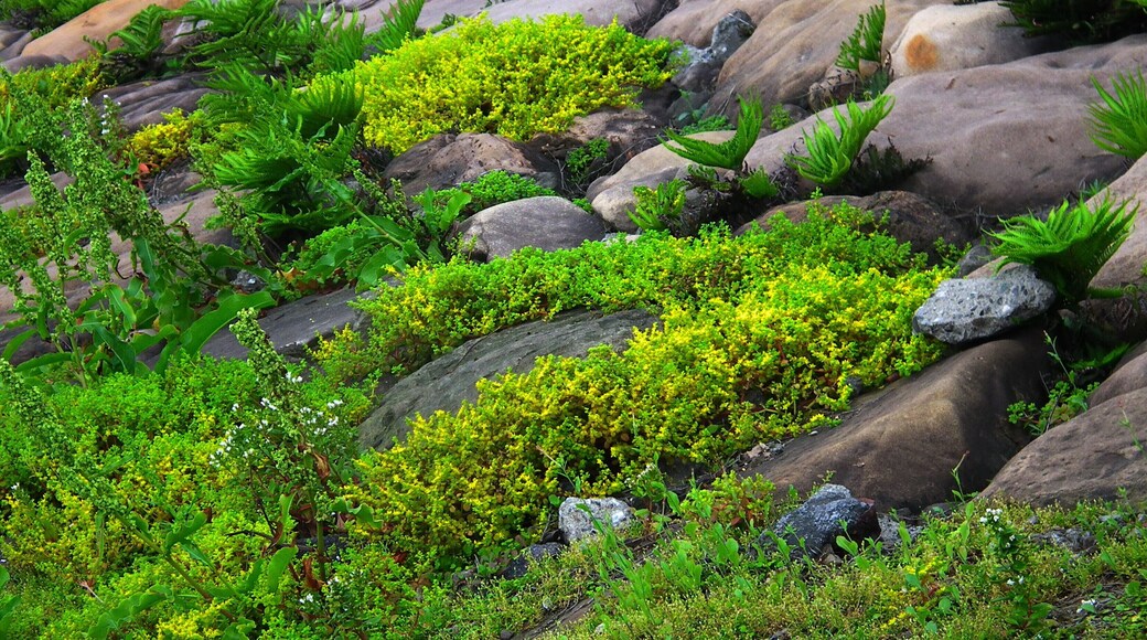 Coastal Plants ๆฟฑๆตทๆค็ฉ