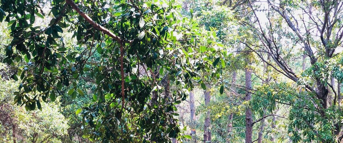 Plain of Jars in Laos