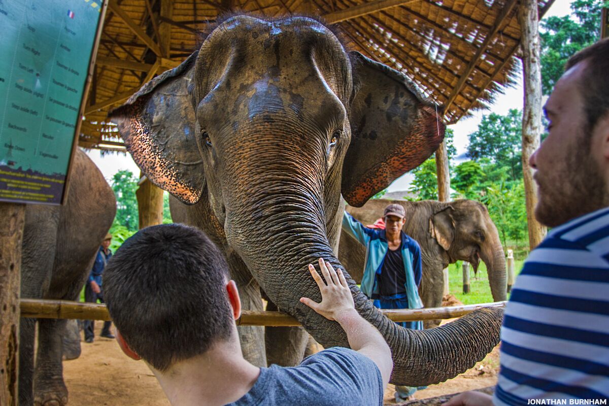 Welcome to the Elephant Conservation Center (ECC) in Laos. This center is also a lodge that has several huts you can stay in. Staying here for three days made my three week trip to Southeast Asia. By far the highlight of my trip!

They truly care about the elephants at ECC and sadly that is not something you see at all elephant camps in SE Asia. 

The staff was amazing and provide an incredible atmosphere to learn about elephant conservation. I would highly recommend anyone wanting to see elephants in Asia to come here.

You can see an read more about ECC in a photo essay I wrote: http://bit.ly/1Ji7cvB

I also made a short video about their Baby Bonus Program that supports baby elephants in the area: https://youtu.be/aAonj8NF8HA
(Warning: Extremely cute baby elephant footage.)