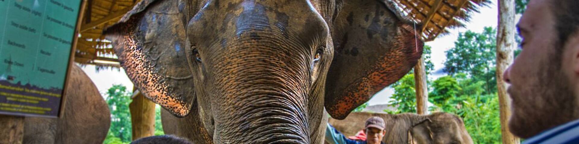Welcome to the Elephant Conservation Center (ECC) in Laos. This center is also a lodge that has several huts you can stay in. Staying here for three days made my three week trip to Southeast Asia. By far the highlight of my trip!
They truly care about the elephants at ECC and sadly that is not something you see at all elephant camps in SE Asia.
The staff was amazing and provide an incredible atmosphere to learn about elephant conservation. I would highly recommend anyone wanting to see elephants in Asia to come here.
You can see an read more about ECC in a photo essay I wrote: http://bit.ly/1Ji7cvB
I also made a short video about their Baby Bonus Program that supports baby elephants in the area: https://youtu.be/aAonj8NF8HA
(Warning: Extremely cute baby elephant footage.)