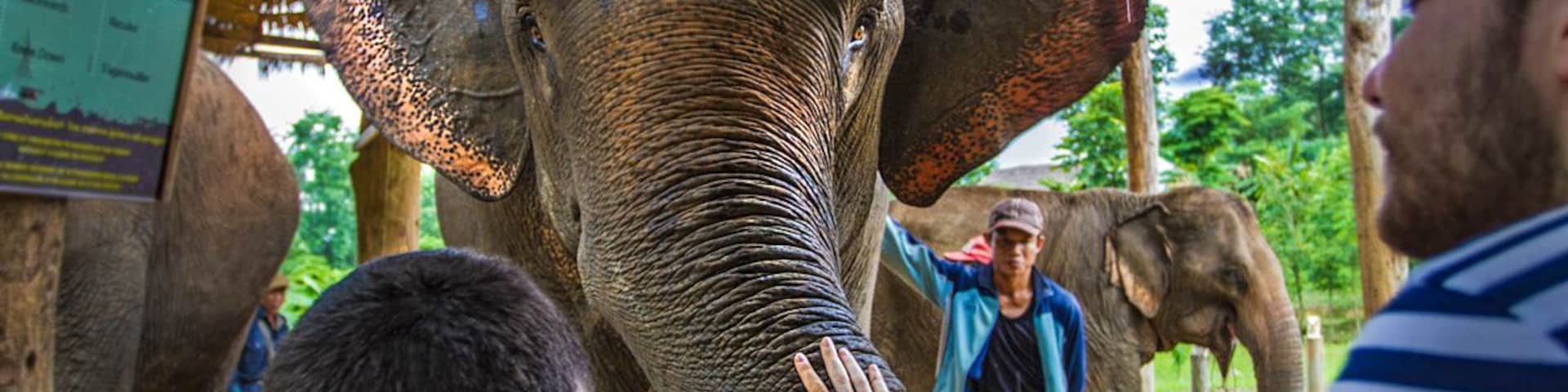 Welcome to the Elephant Conservation Center (ECC) in Laos. This center is also a lodge that has several huts you can stay in. Staying here for three days made my three week trip to Southeast Asia. By far the highlight of my trip!
They truly care about the elephants at ECC and sadly that is not something you see at all elephant camps in SE Asia.
The staff was amazing and provide an incredible atmosphere to learn about elephant conservation. I would highly recommend anyone wanting to see elephants in Asia to come here.
You can see an read more about ECC in a photo essay I wrote: http://bit.ly/1Ji7cvB
I also made a short video about their Baby Bonus Program that supports baby elephants in the area: https://youtu.be/aAonj8NF8HA
(Warning: Extremely cute baby elephant footage.)